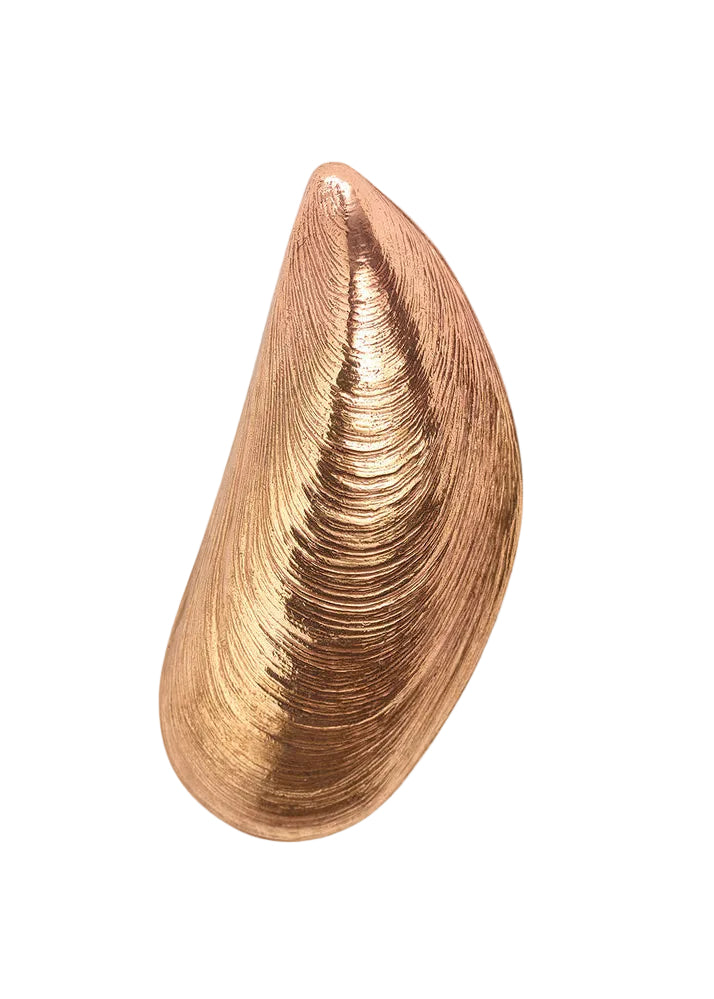 Wouters & Hendrix Mussel Earring